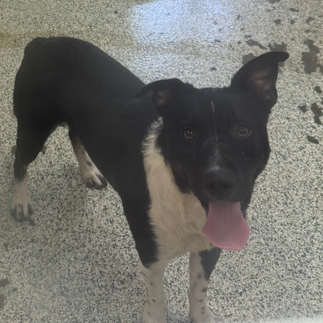 FRUIT STRIPE - Mixed Breed (Medium) available for adoption
