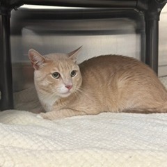 FREDDIE - Domestic Shorthair available for adoption