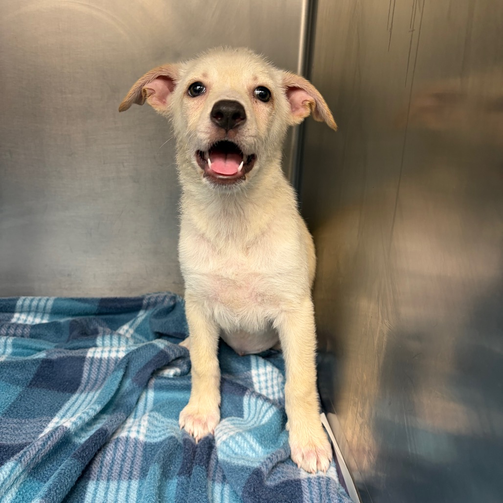Photo of Lola, a dog adopted from Gulf Coast Humane Society