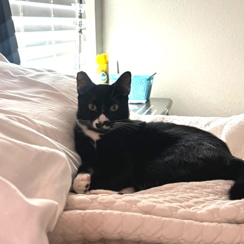 PARMESAN - Domestic Shorthair available for adoption