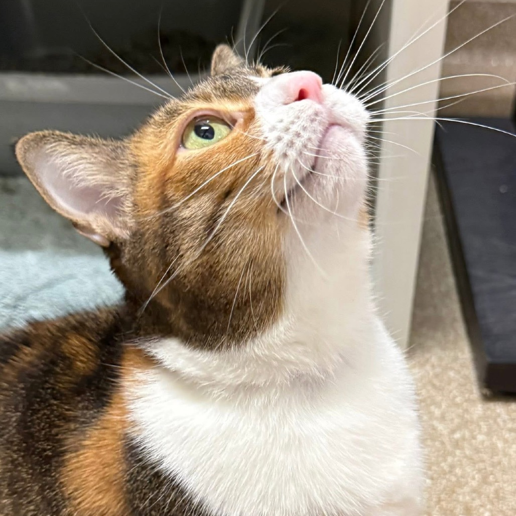 GRACIE - Domestic Shorthair for adoption in League City