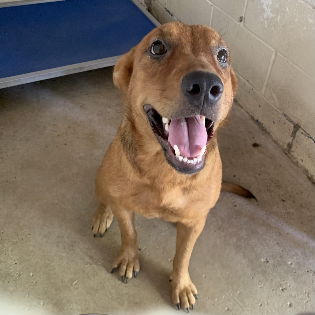 PINKIE - Shepherd available for adoption
