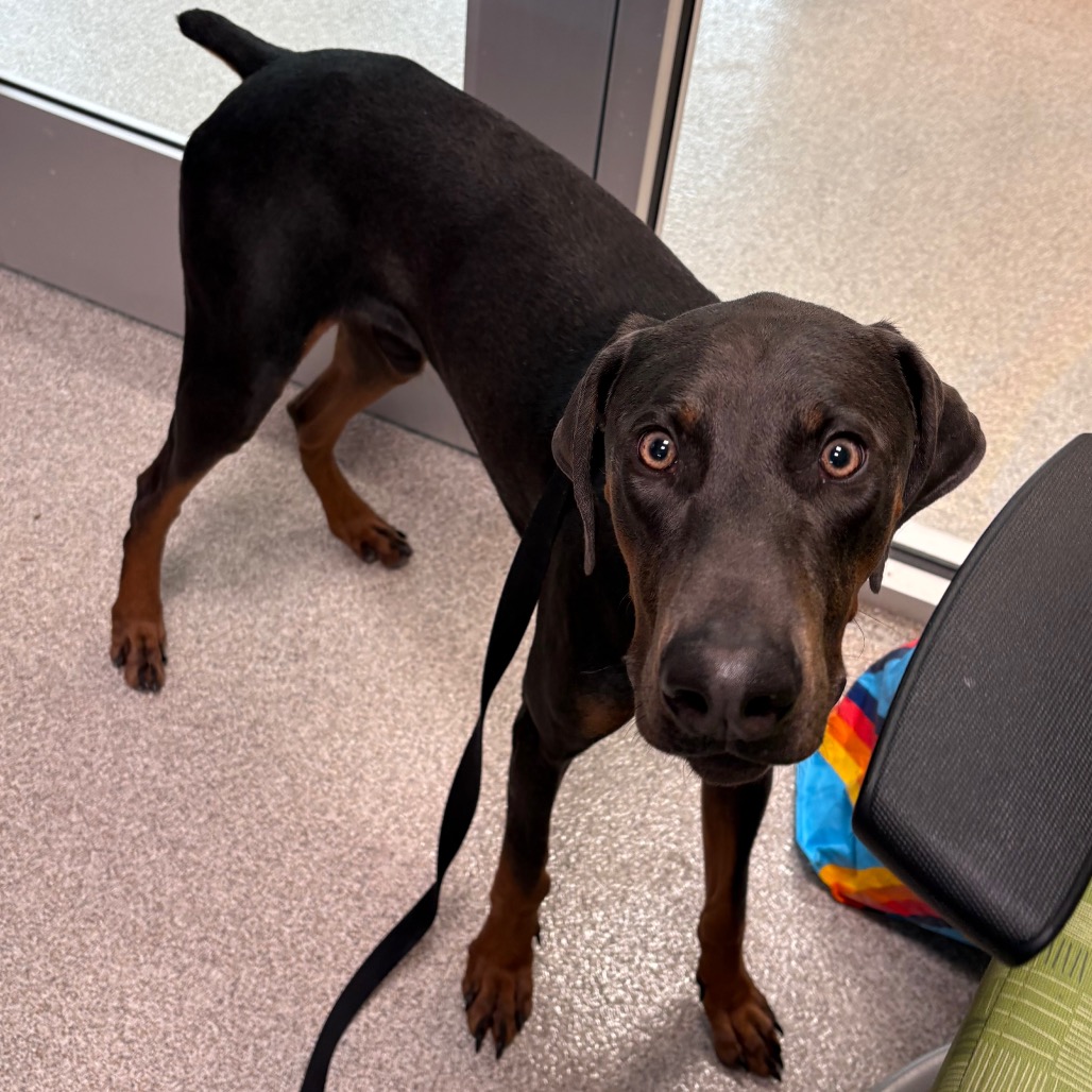Doberman Pinscher