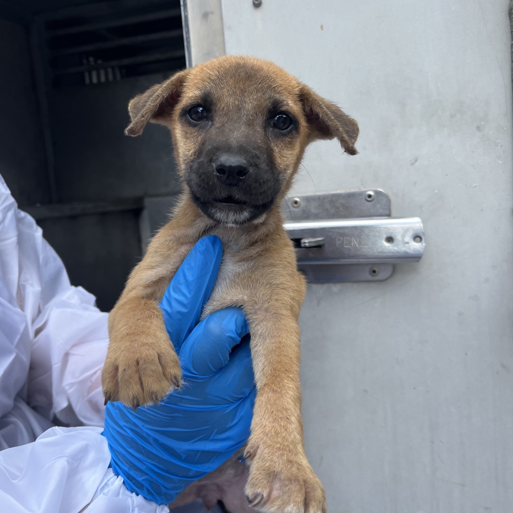 PVAS-STRAY-246816_2_3_4_5_6_7 - Shepherd / Mix available for adoption