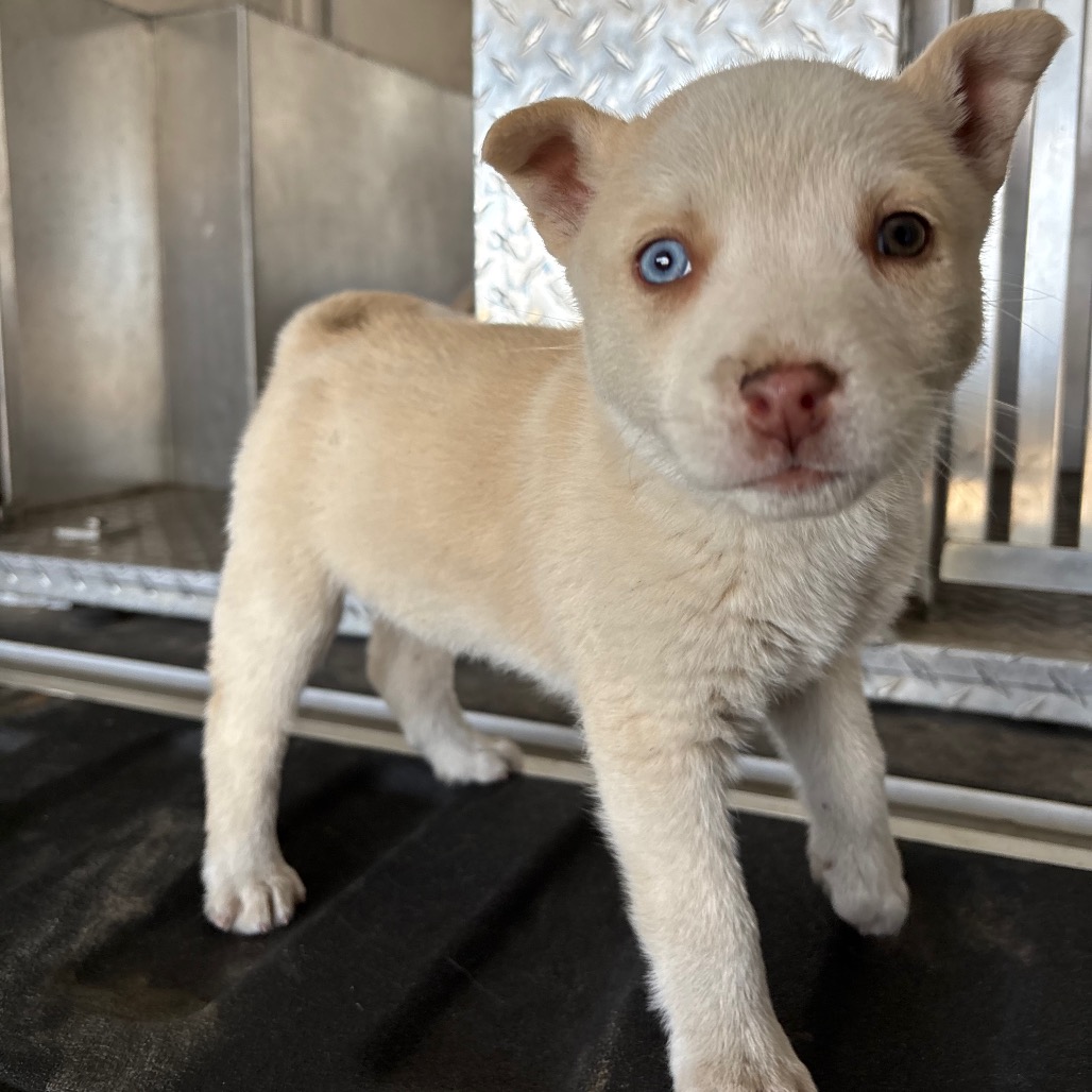 Golden — thumbnail 2