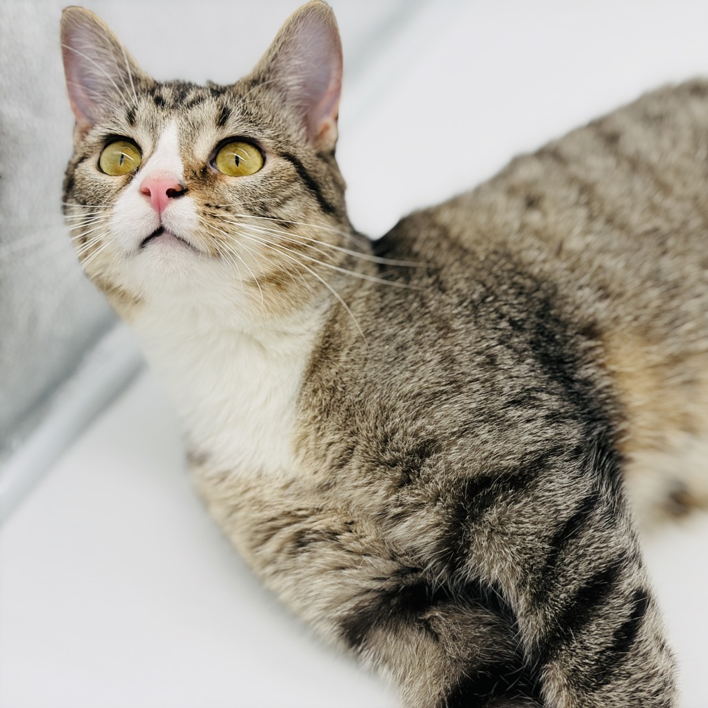 Chi Chi (adoptable with Digit) ** Cerebellar Hypoplasia**, photo 4