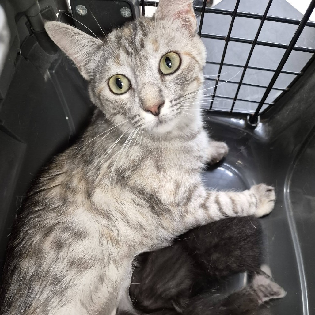 SILK - Domestic Shorthair available for adoption