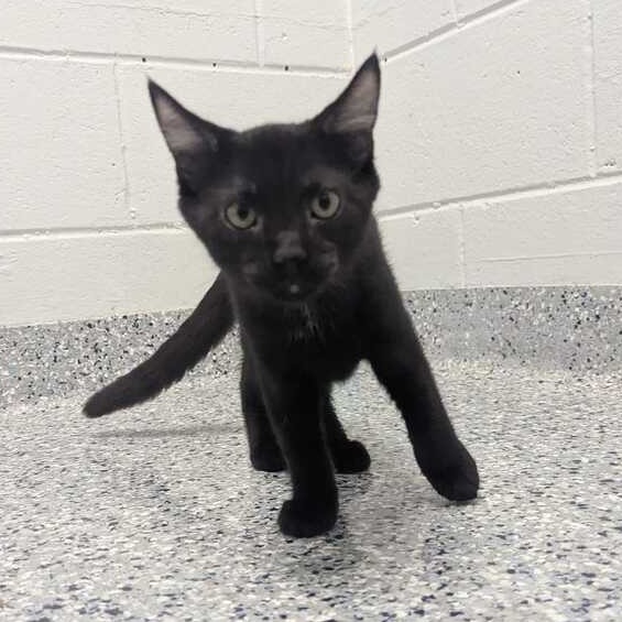 BLAZE - Domestic Shorthair available for adoption