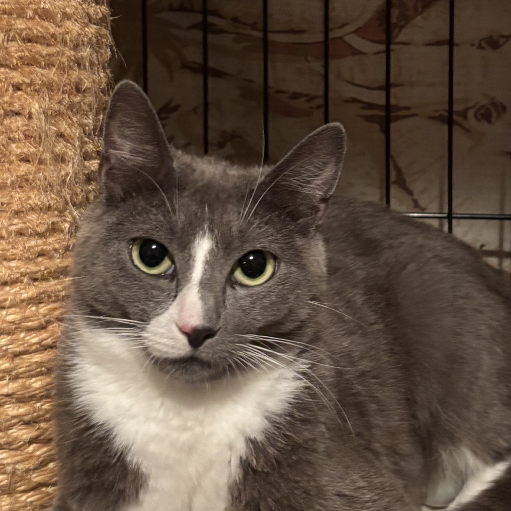 Avery (queen) - Domestic Shorthair