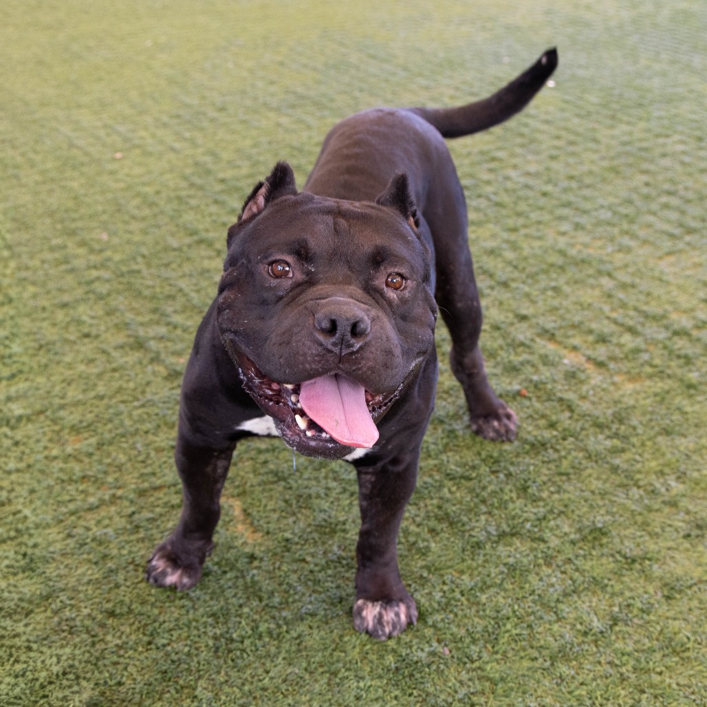 Pit Bull