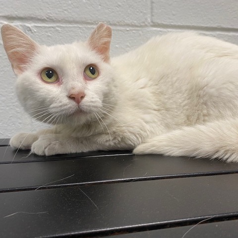 JAZMINE - Domestic Shorthair for adoption in Dayton