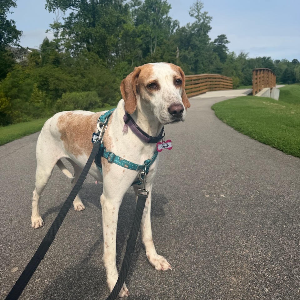 Gidget, photo 25