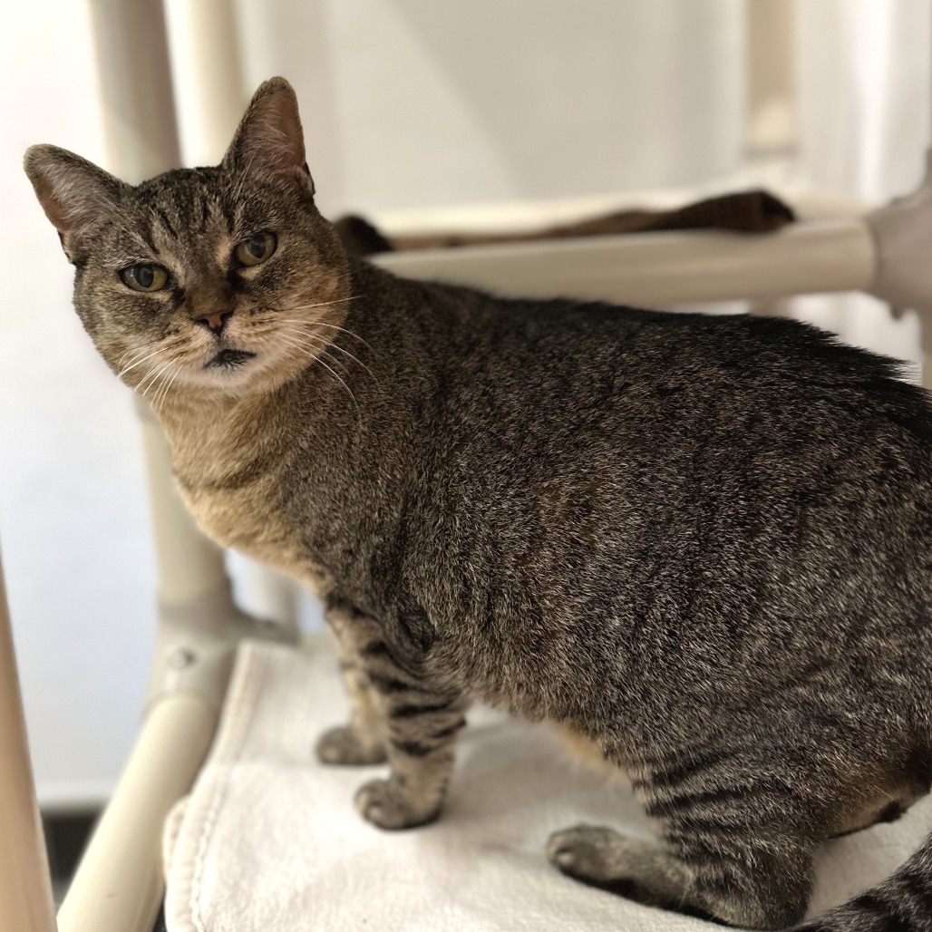 RASPBERRY - Domestic Shorthair available for adoption