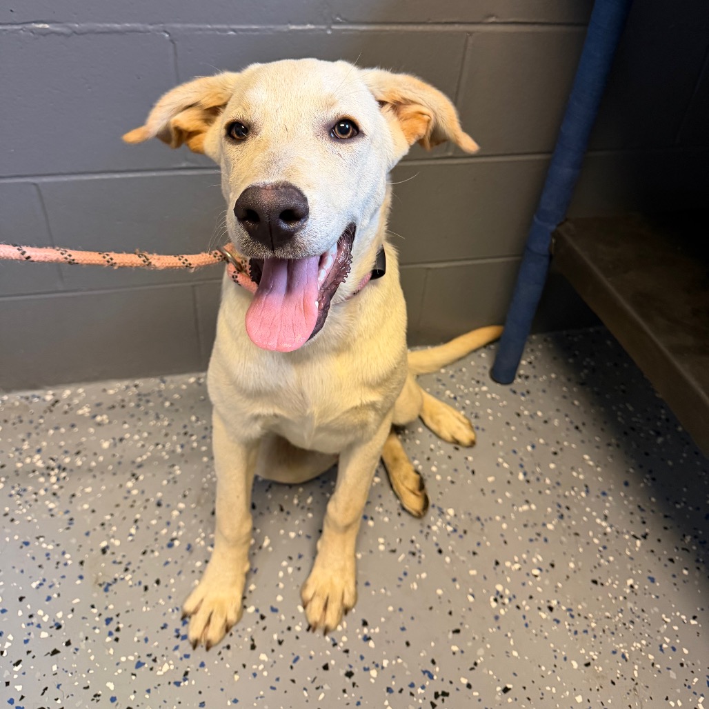 Tusc Stray 84164