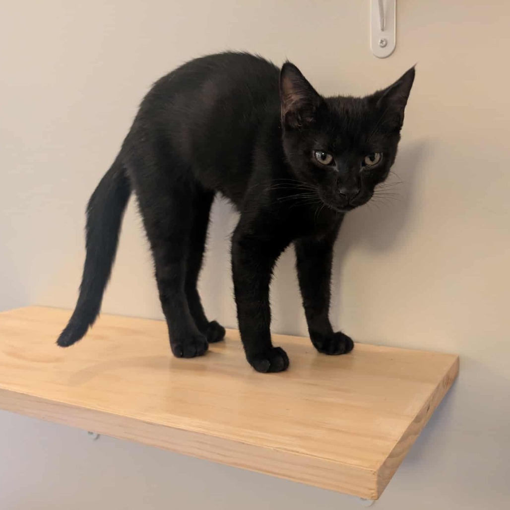 Mink — thumbnail 3