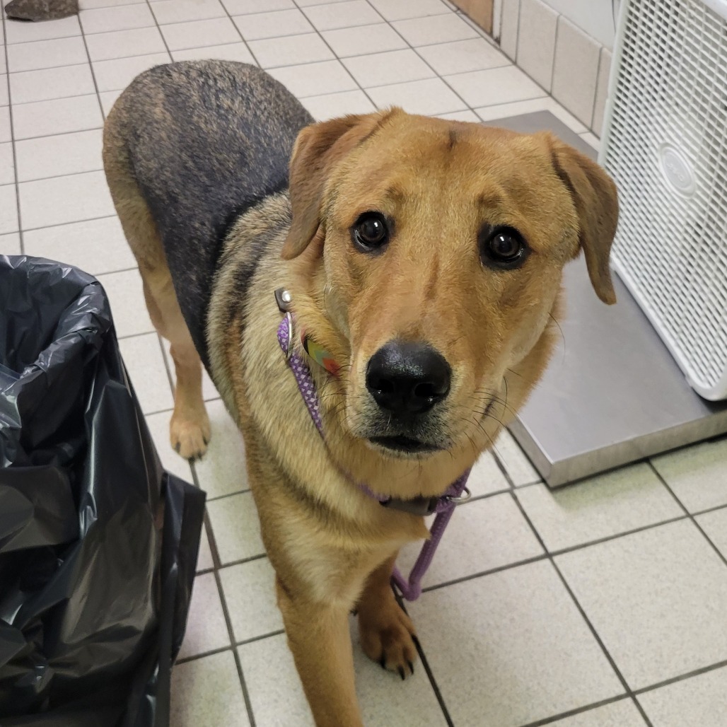 Wilbur — thumbnail 3