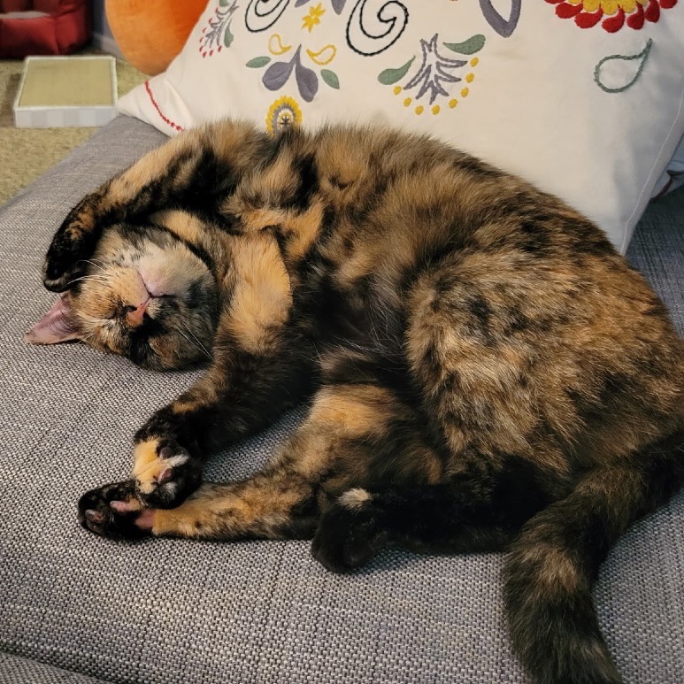 PRINCESS BUBBLEGUM - Domestic Shorthair available for adoption