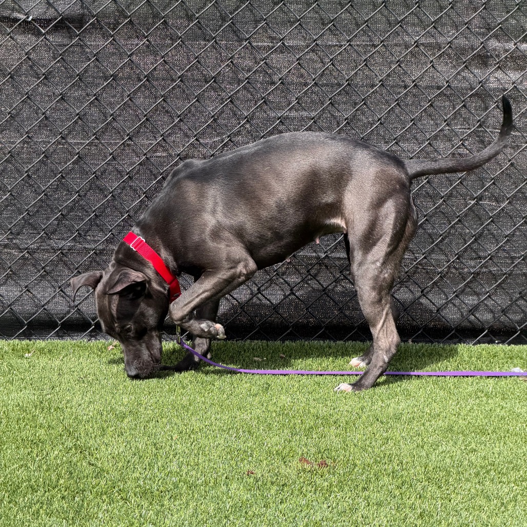 Photo of Witch Hazel 3