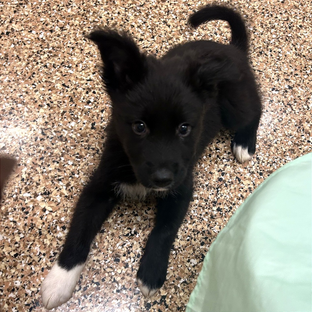CHICHARRONES - Mixed Breed (Medium) available for adoption
