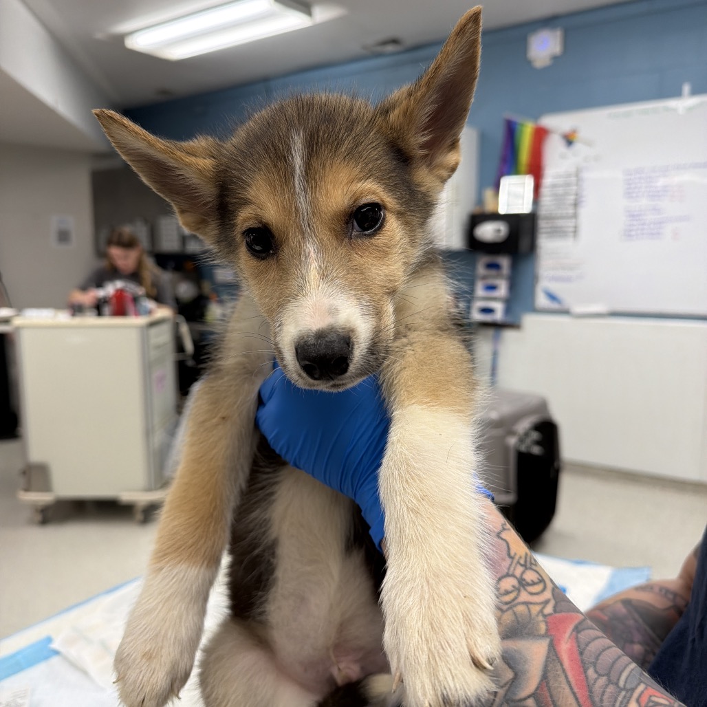Archie