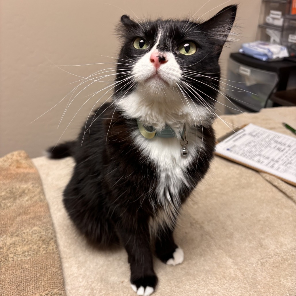 Willow Wisp : Female 33 Domestic Longhair