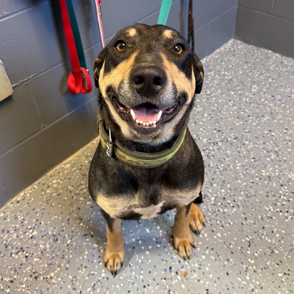  Photo of TUSC-Stray-83955_2_3