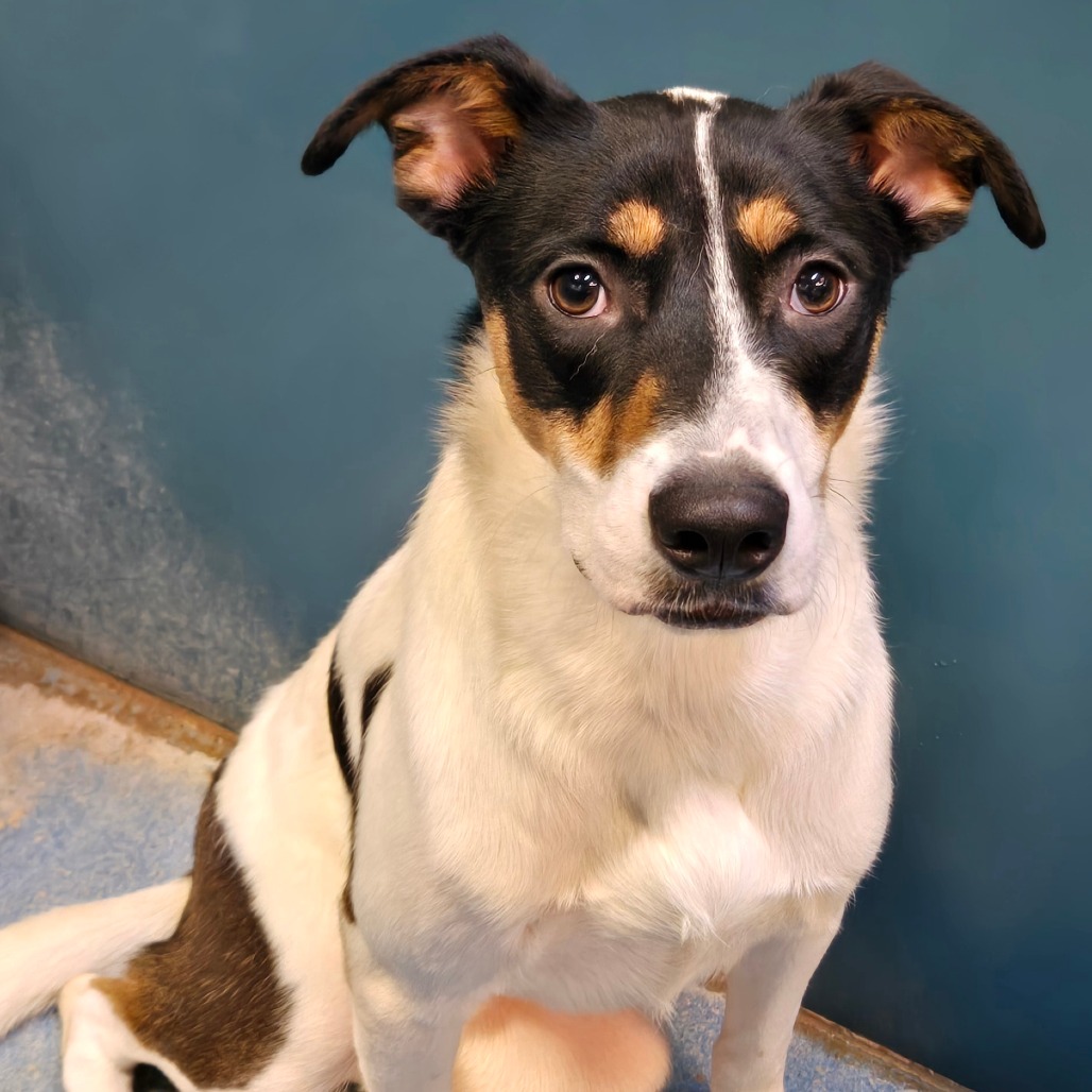 ACE(PRESLEY) - Shepherd / Mix available for adoption