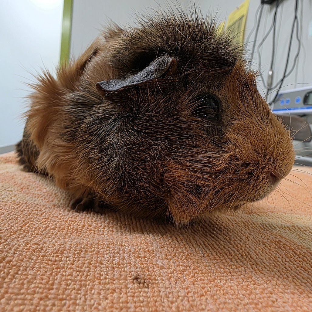 Ribblet
