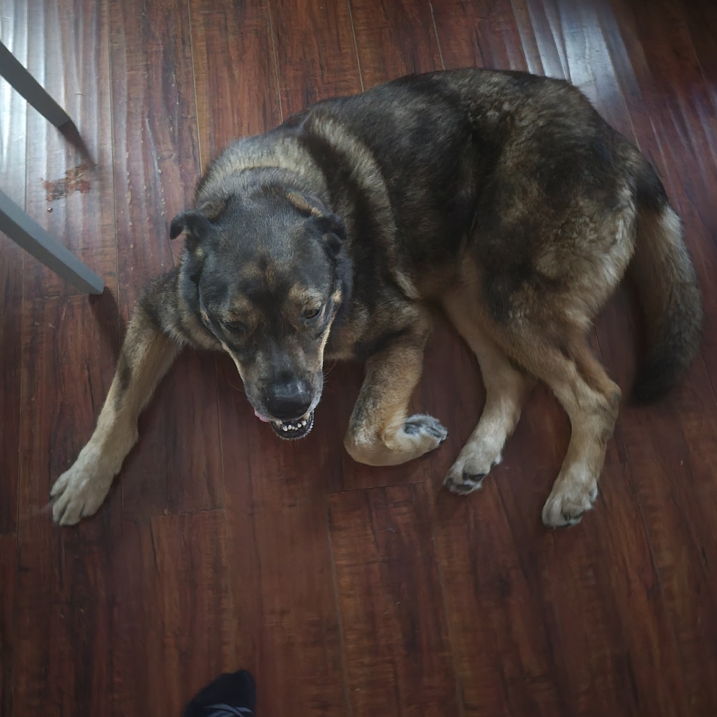 Bucky, photo 11