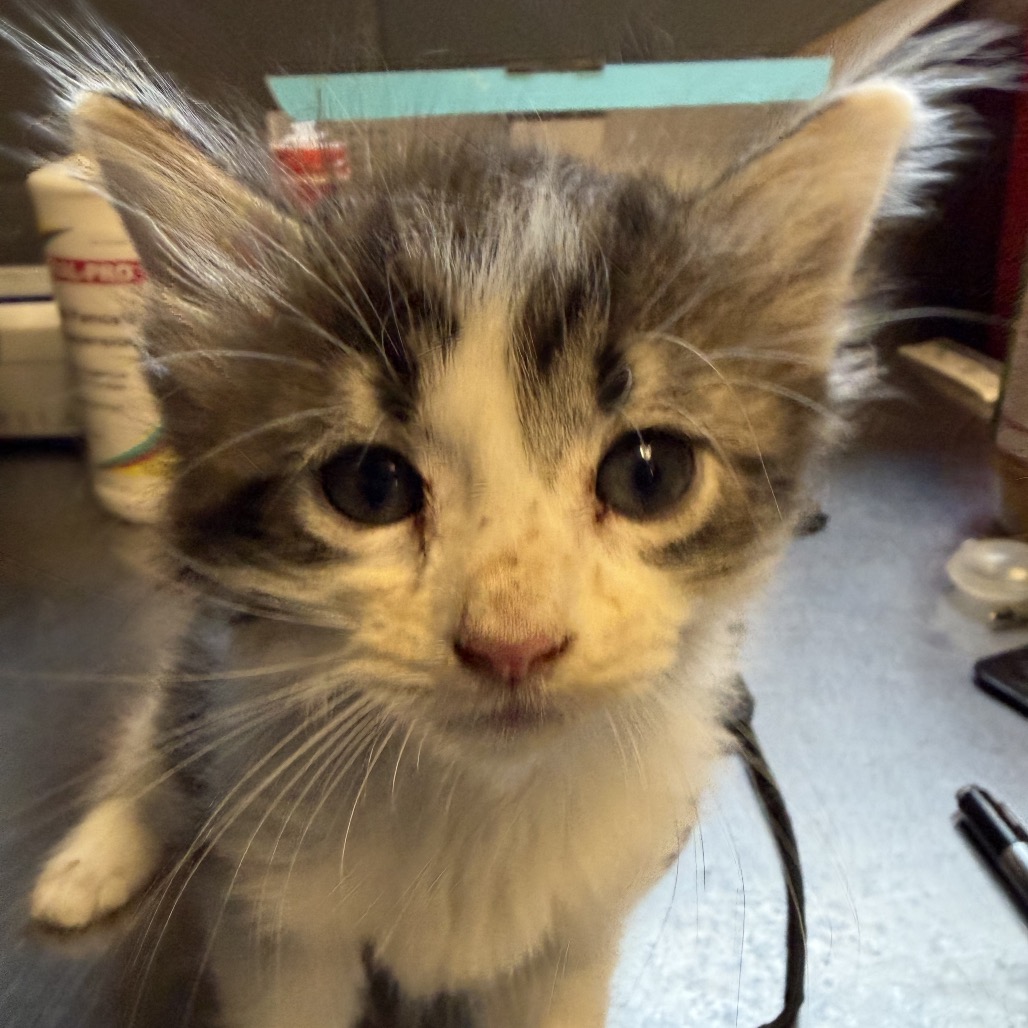 Tusc Stray 84585
