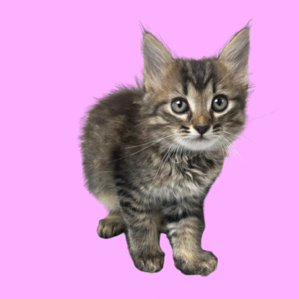 Tusc Stray 81369