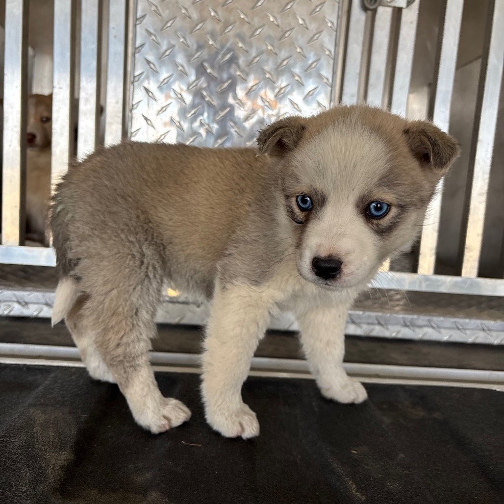 Jinu — thumbnail 2