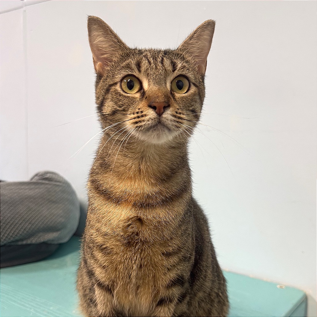 Another portrait of Lady Mormont