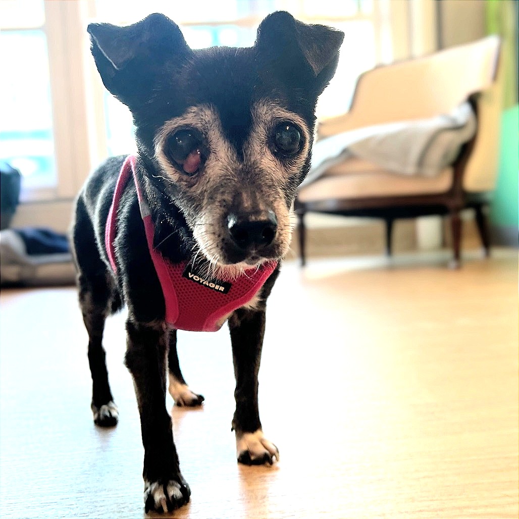 Olympia 13675 — thumbnail 5