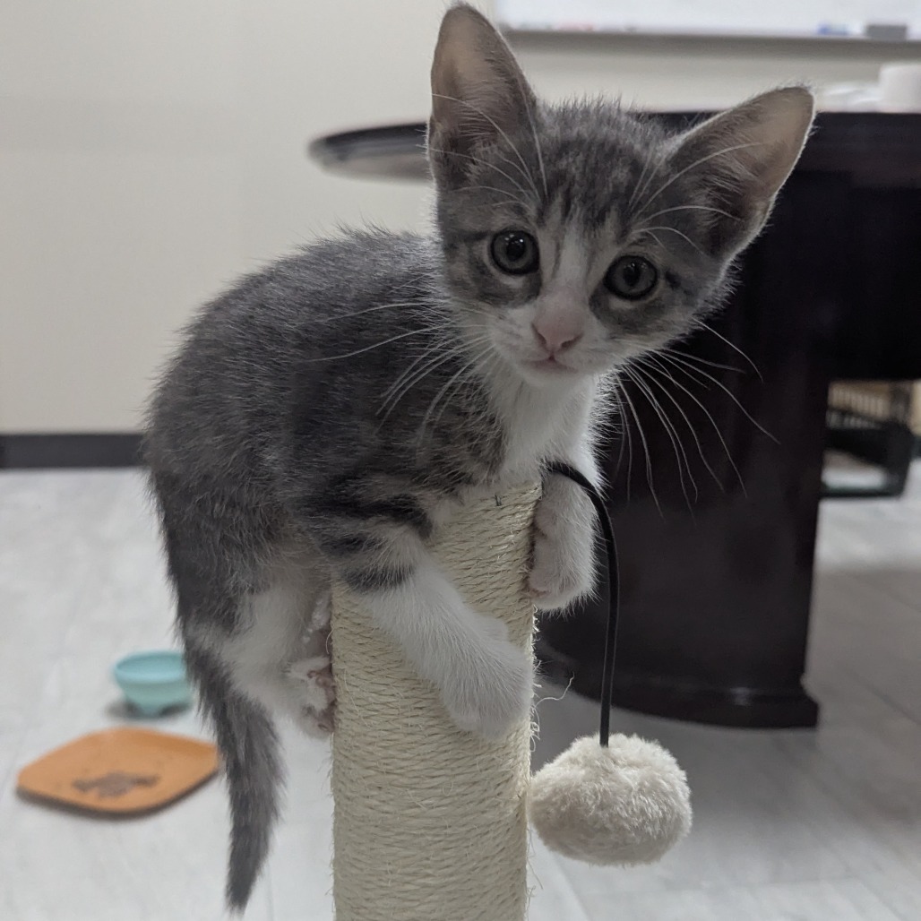 TRUDY - Domestic Shorthair available for adoption