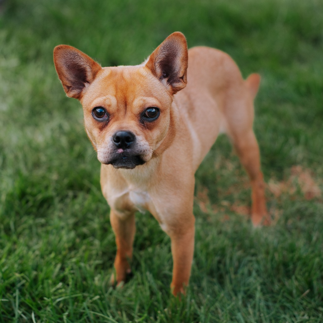 Chihuahua