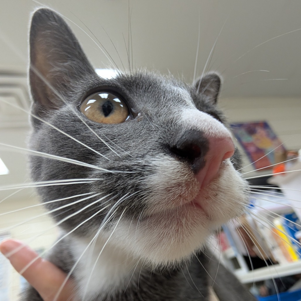 BANANA - Domestic Shorthair available for adoption