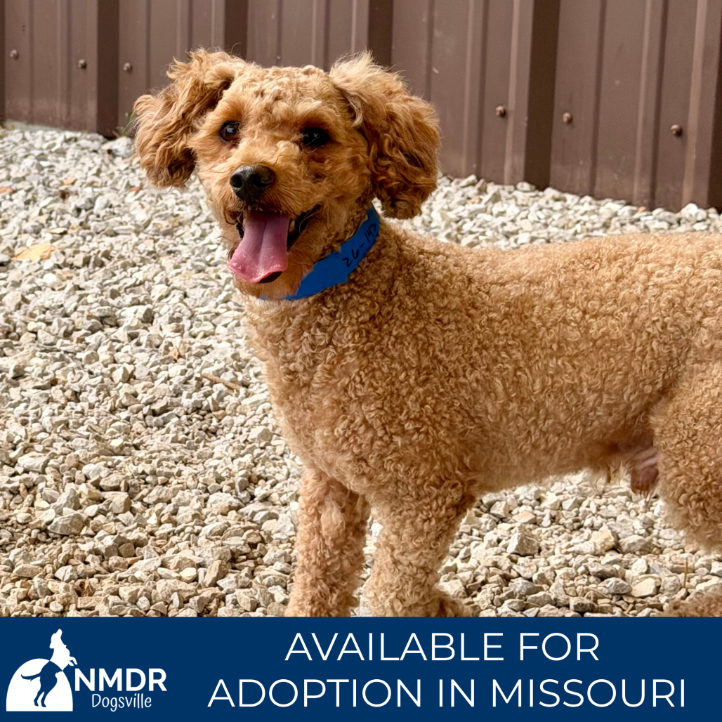 SAM - MISSOURI (S26-142) - Poodle / Miniature available for adoption