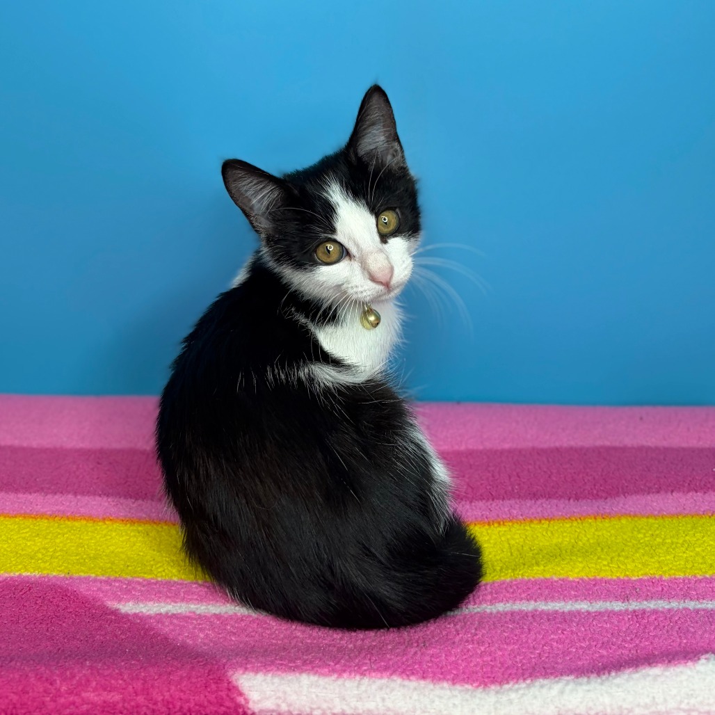 WINONA - Domestic Shorthair available for adoption