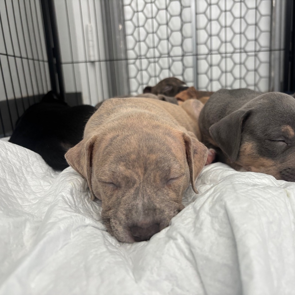 Miami Puppy - Sunshine, photo 7