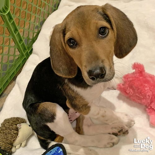 TIMOTHY - Hound / Mix available for adoption