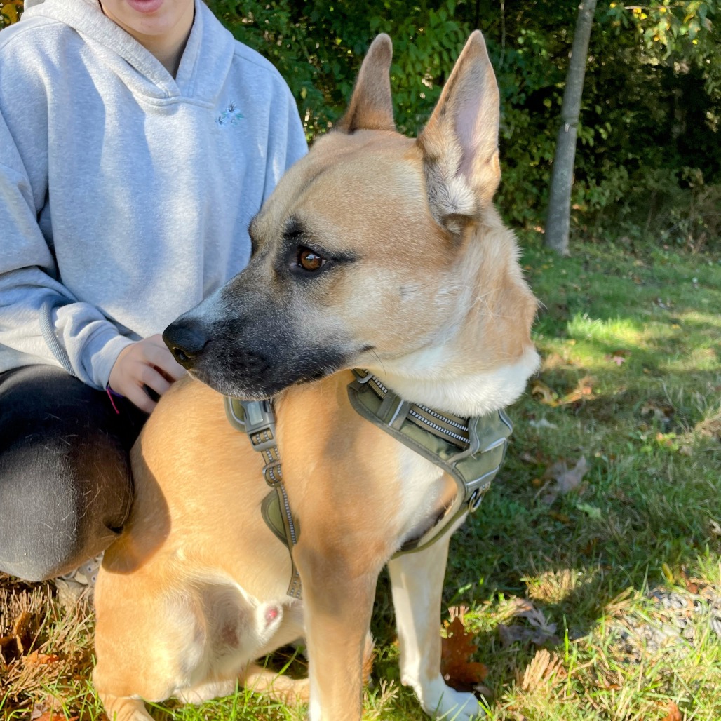 Loki — thumbnail 5