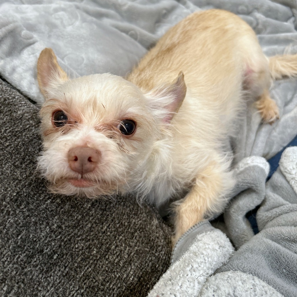 Granita — thumbnail 5