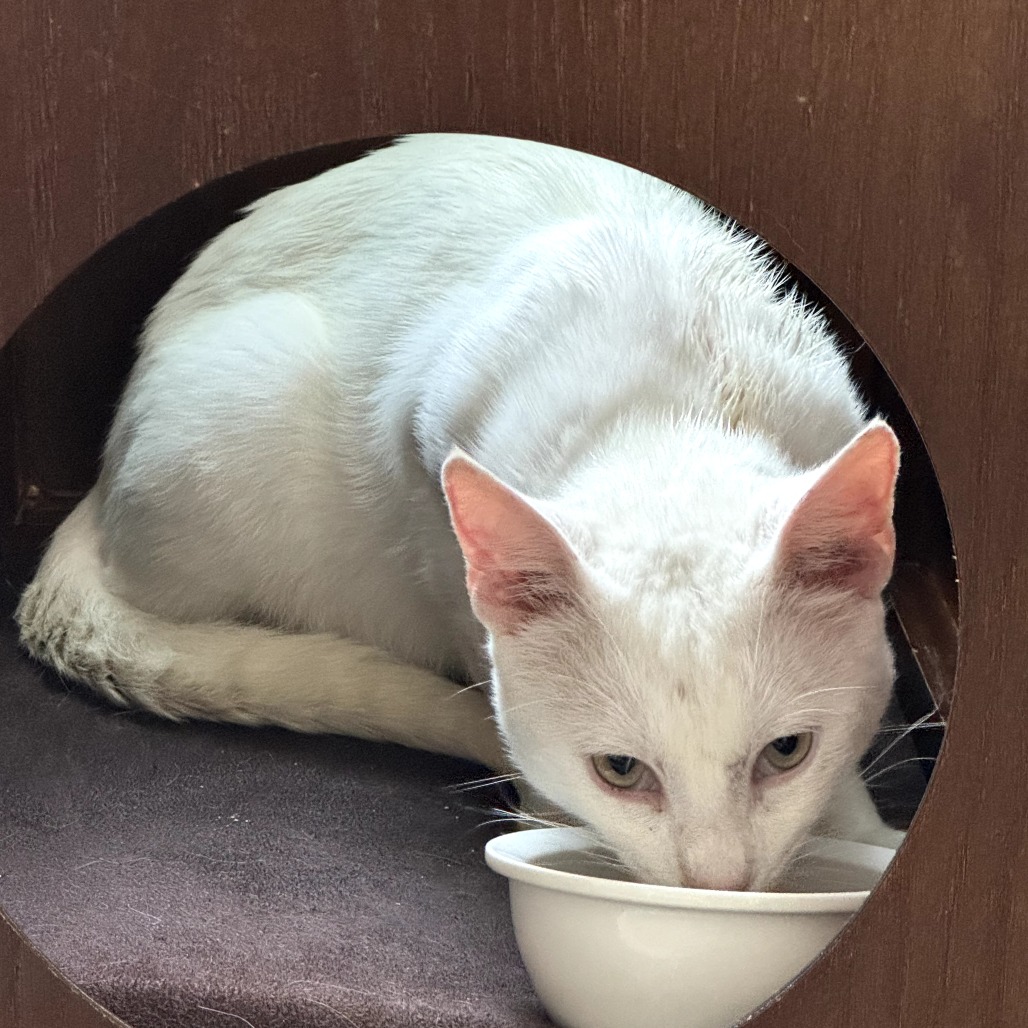 Russell — thumbnail 3