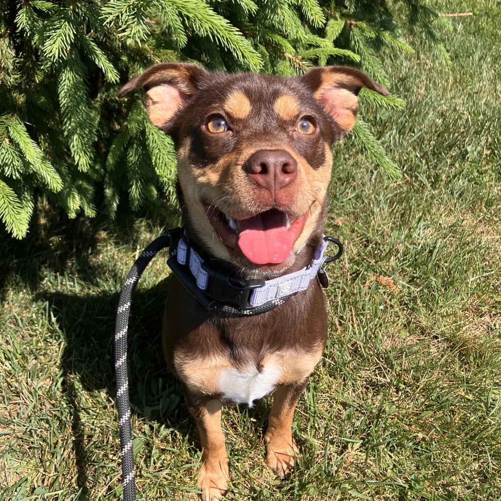 ZELDA - Mixed Breed (Medium) available for adoption