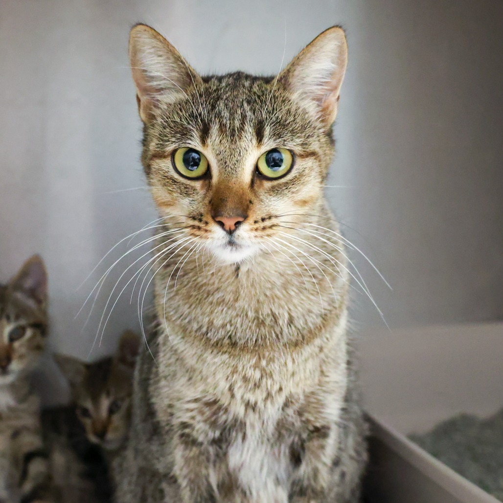 Rhubarb — thumbnail 3