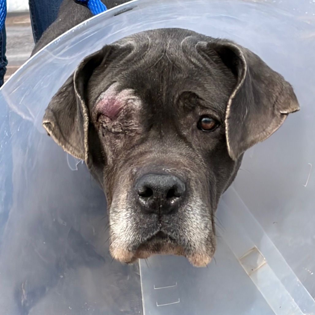 Ragtime — thumbnail 3