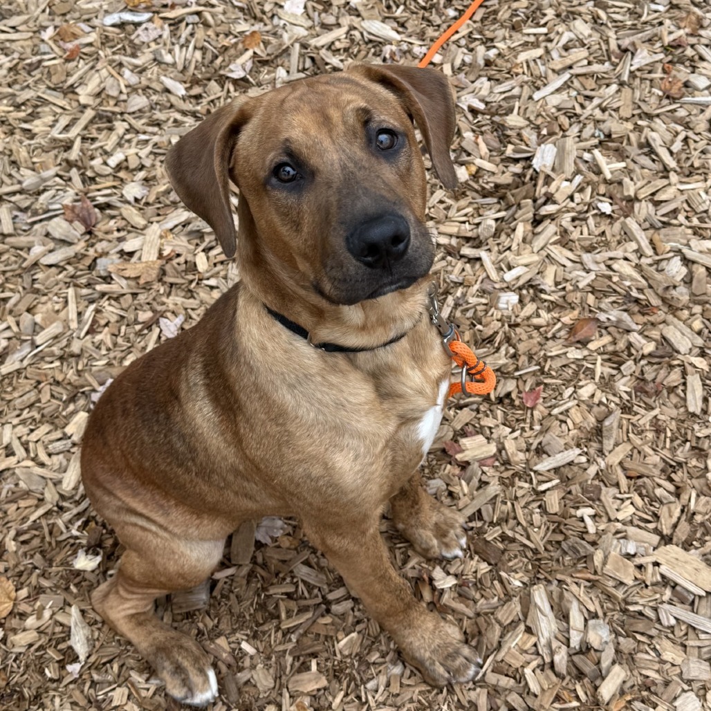 Rhodesian