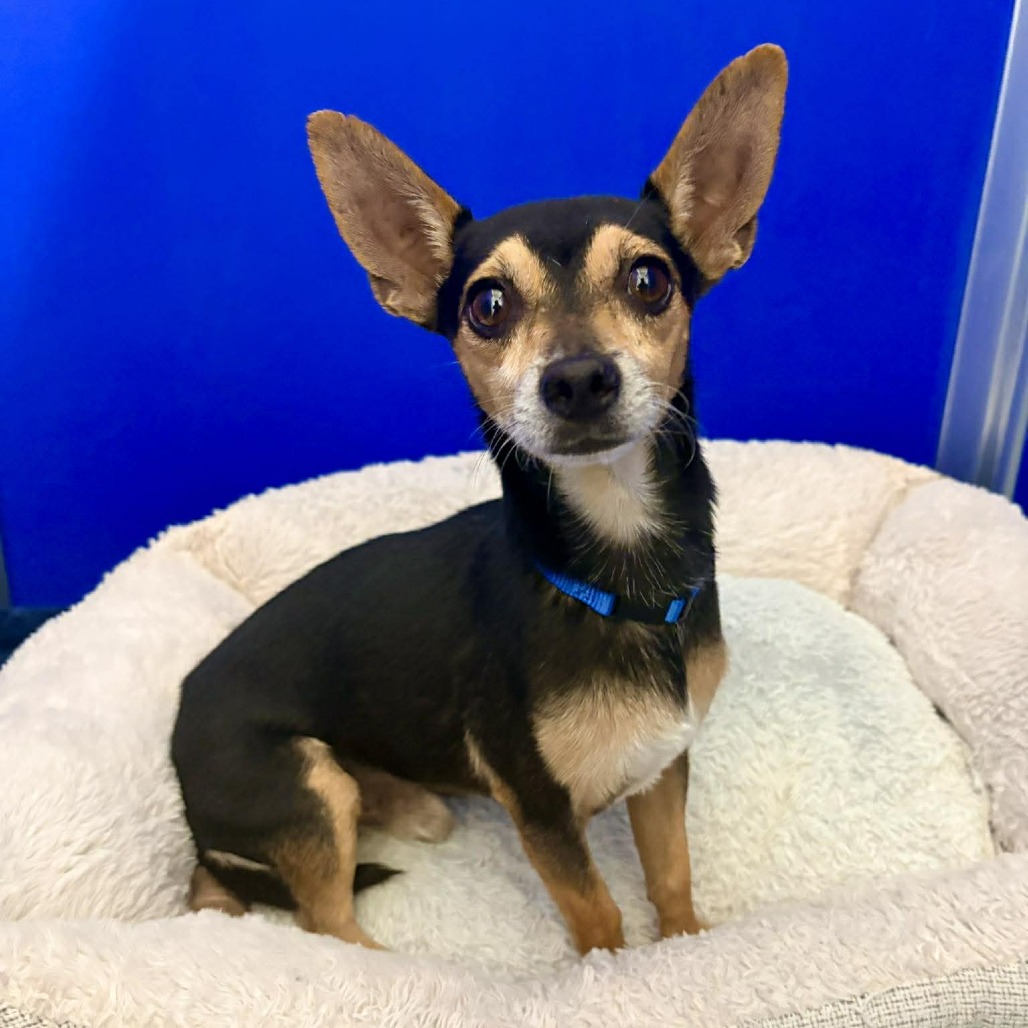 DAFFY - Mixed Breed (Small) for adoption in Las Cruces