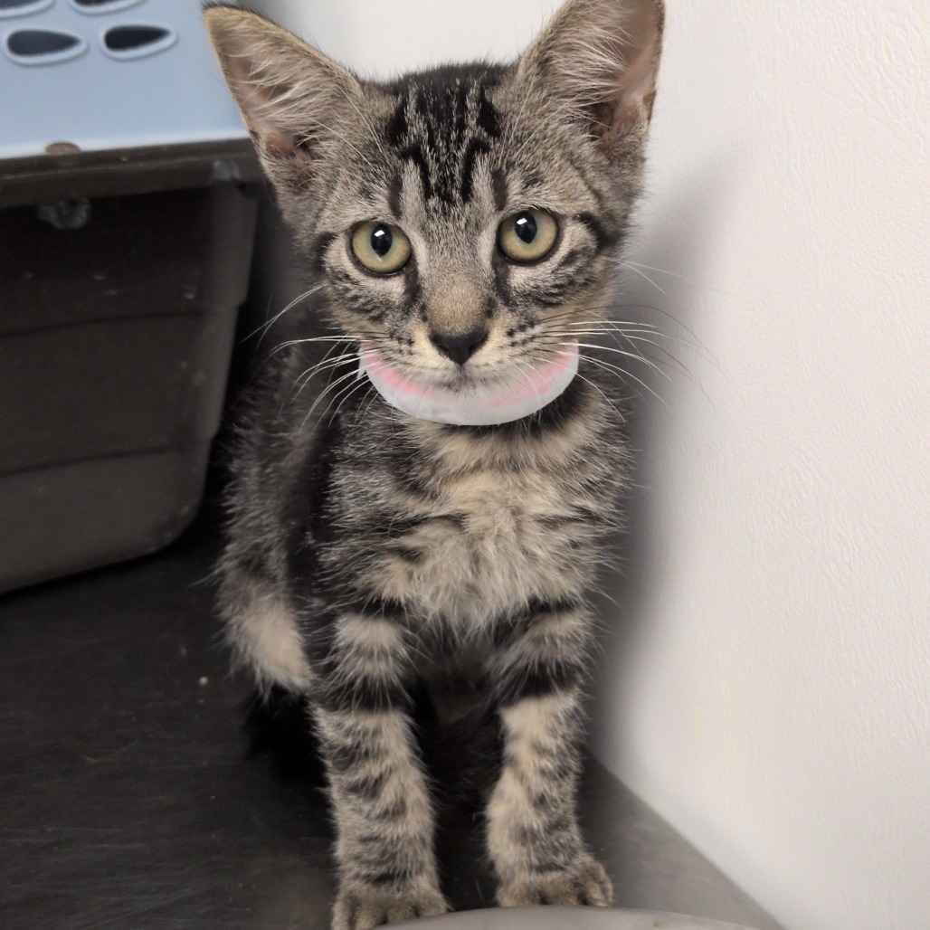 ARBOR - Domestic Shorthair available for adoption
